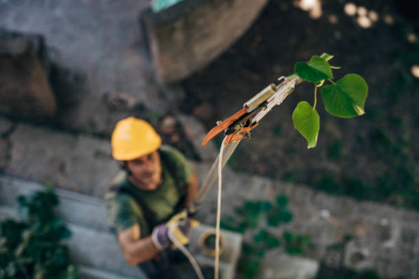 Best Residential Tree Removal  in Chester, VA